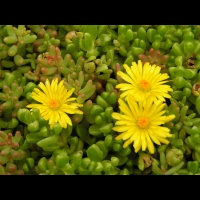 Delosperma Nubigenum (fam Aizoacees) (Afrique du sud) (02)
